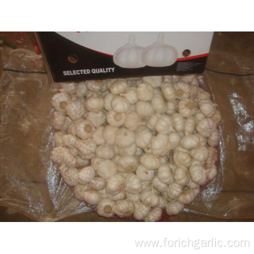 Good Quality Pure White Garlic 10kg Loose Carton